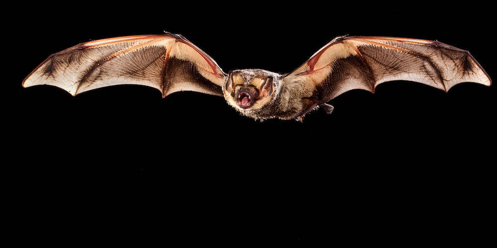 flying bat