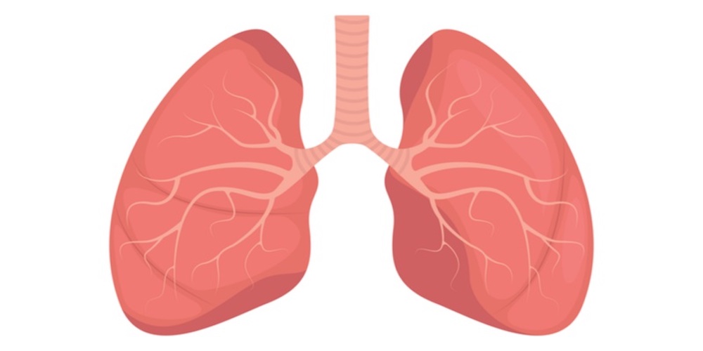 diagram of a pair of human lungs